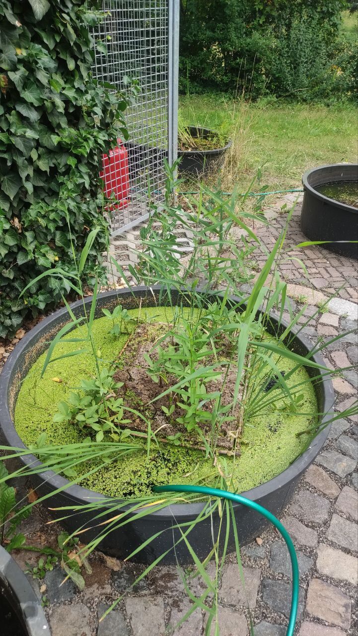 Eine bepflanzte Schwimminsel auf einem Wasserkübel