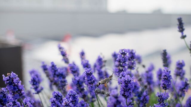 Ein Taubenschwänzchen fliegt die Lavendelblüten auf dem Dach des U-Gebäudes am DG HochN Jahreshub an.