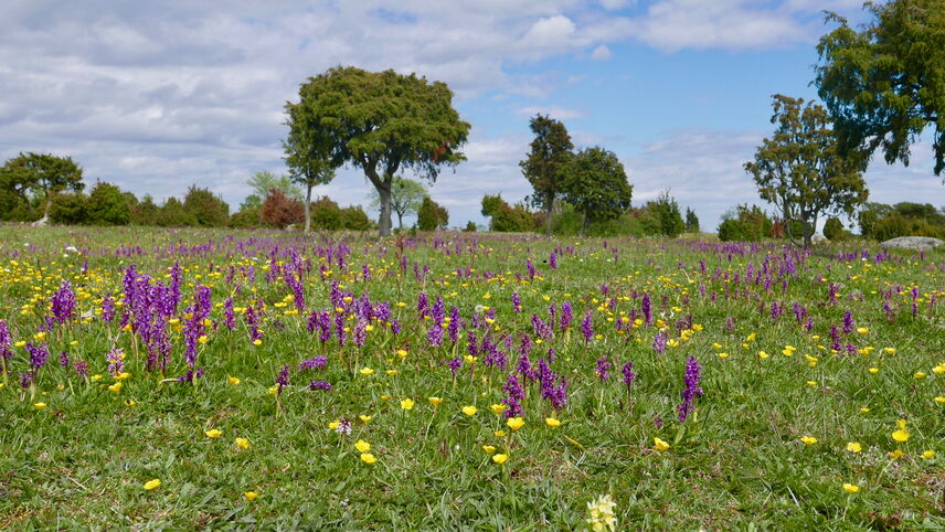 Orchideenreiche Halbtrockenrasen mit sehr großer Artenvielfalt auf der Insel Oeland