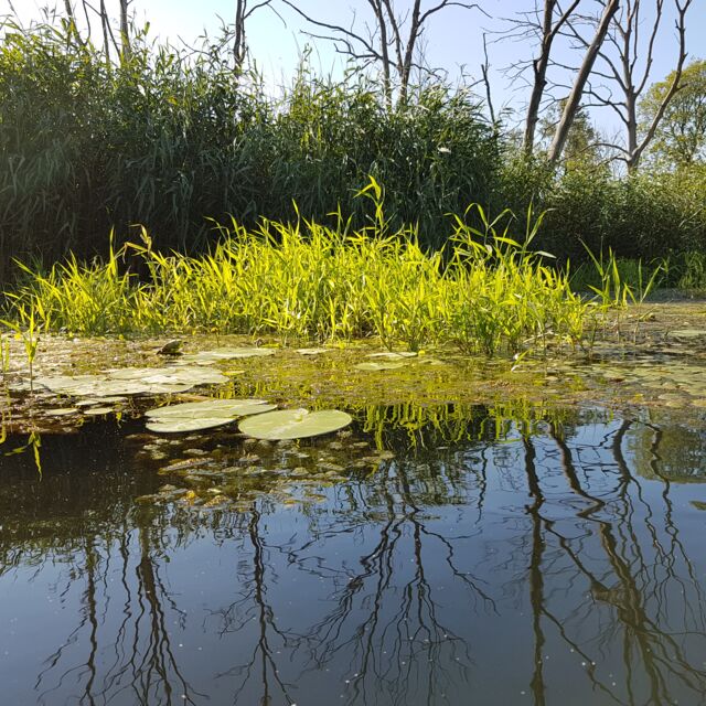 Vom Wasser aufgenommenes Foto verschiedener Wasserpflanzen mit Uferbepflanzung im Hintergrund