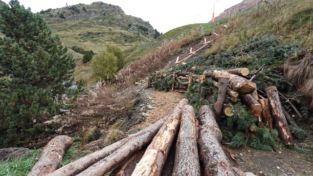 Baumstämme bei einer Skipiste bei Vall de Núria