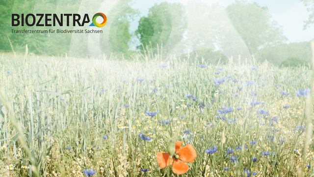 Ackerwildkräuter und Muster mit dem Logo des Biozentra