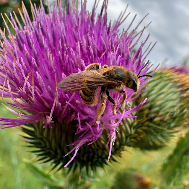Eine Wildbiene auf einer Eselsdistel.