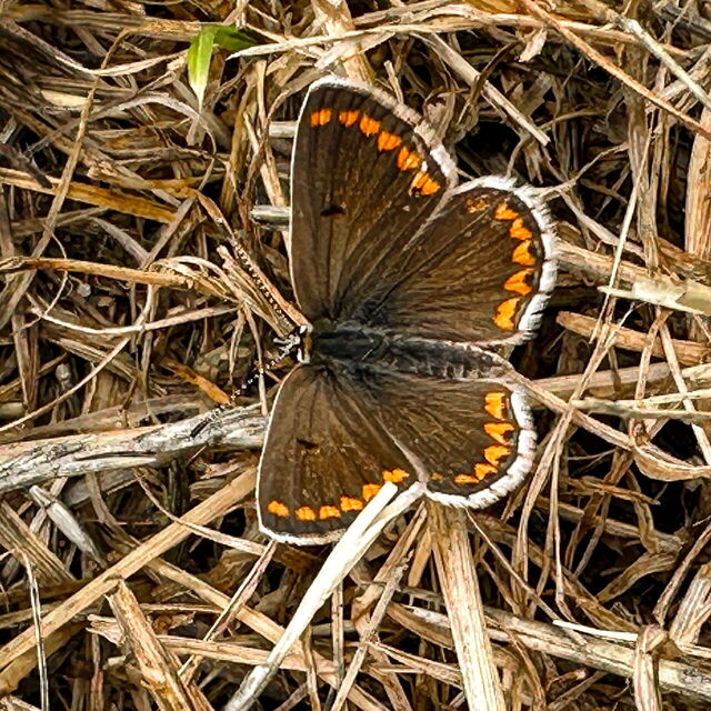 Ein Schmetterling auf dem Boden.