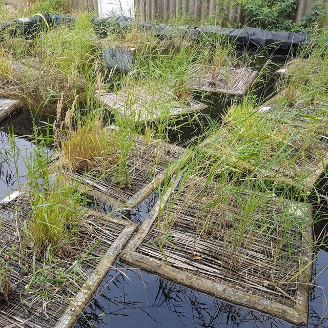 Schwimmende Inseln in der Anwuchsphase/Bepflanzte Rechtecke, die auf Wasser treiben