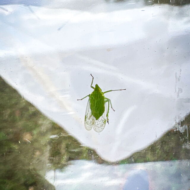 Eine kleine grüne Zikade in einem Becherglas.