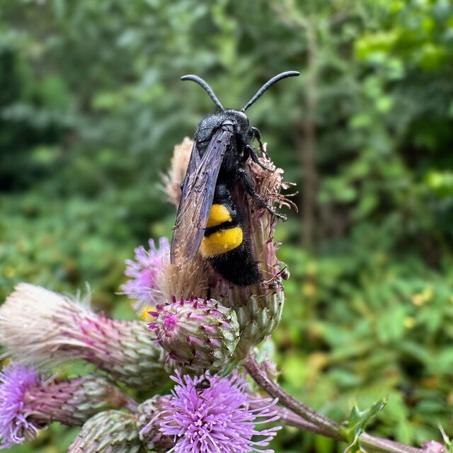 Eine Wespe auf einer Distelblüte.