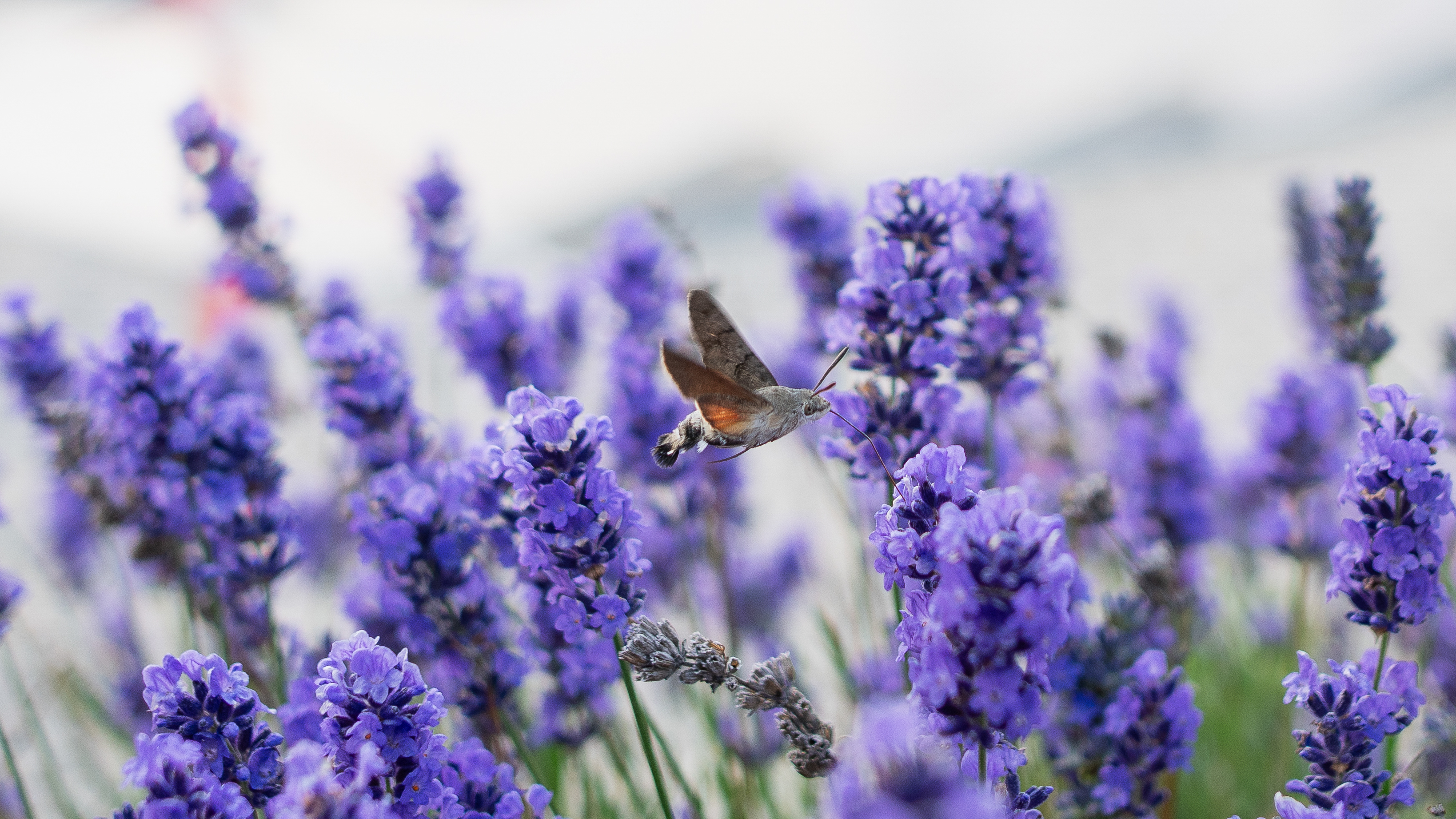 DG HochN Jahreshub Titelfoto (Foto: Crispin Iven Mokry) Ein Taubenschwänzchen fliegt die Lavendelblüten auf dem Dach des U-Gebäudes am DG HochN Jahreshub an.