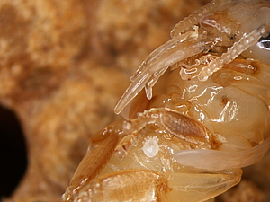 Varroamilben-Nachwuchs Der Nachwuchs der Varroamilbe erscheint fast durchsichtig. Er saugt sich an der sich entwickelnden Bienenpuppe fest und entzieht ihr den Körpersaft
