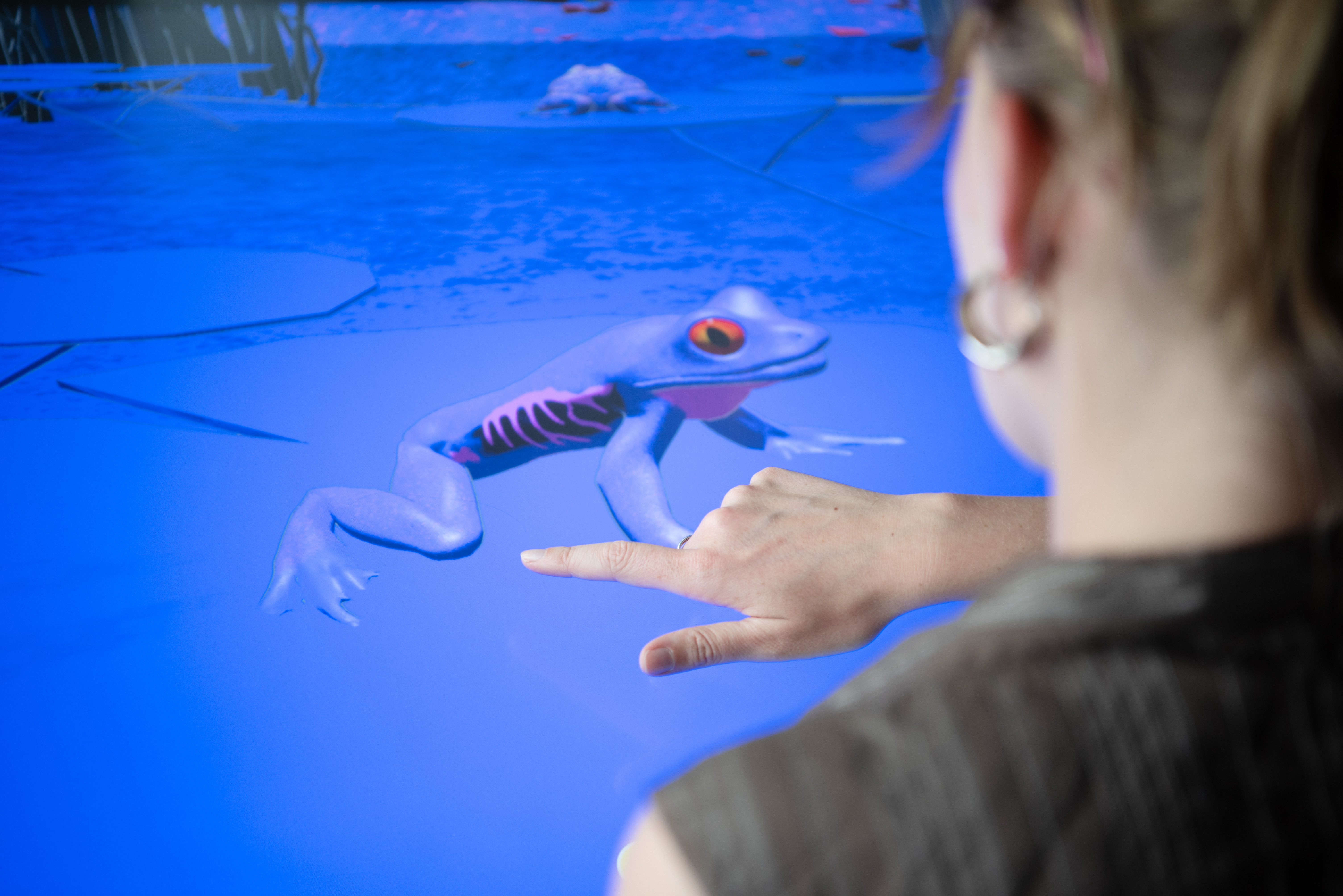 Schwimmende Inseln im COSMO Wissenschaftsforum (Foto: Ramona Wahl) Eine von hinten gezeigte Person tippt auf den interaktiven Tisch, auf dem ein Frosch zu sehen ist.